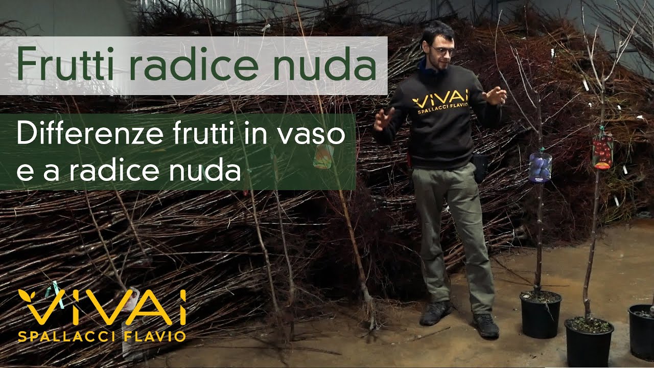 DIFFERENZE TRA PIANTE IN VASO E A RADICE NUDA