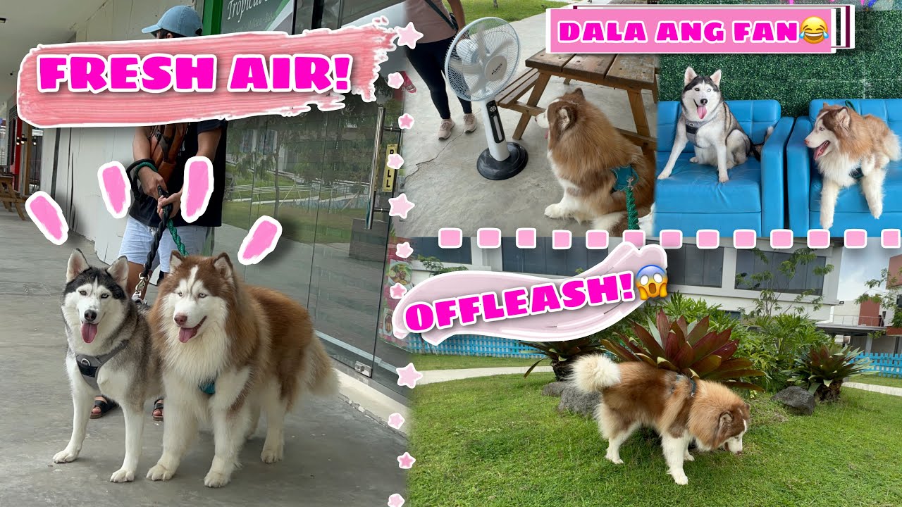 OFFLEASH DAY! | Malia & Hercules Played Outside! | Husky Pack TV