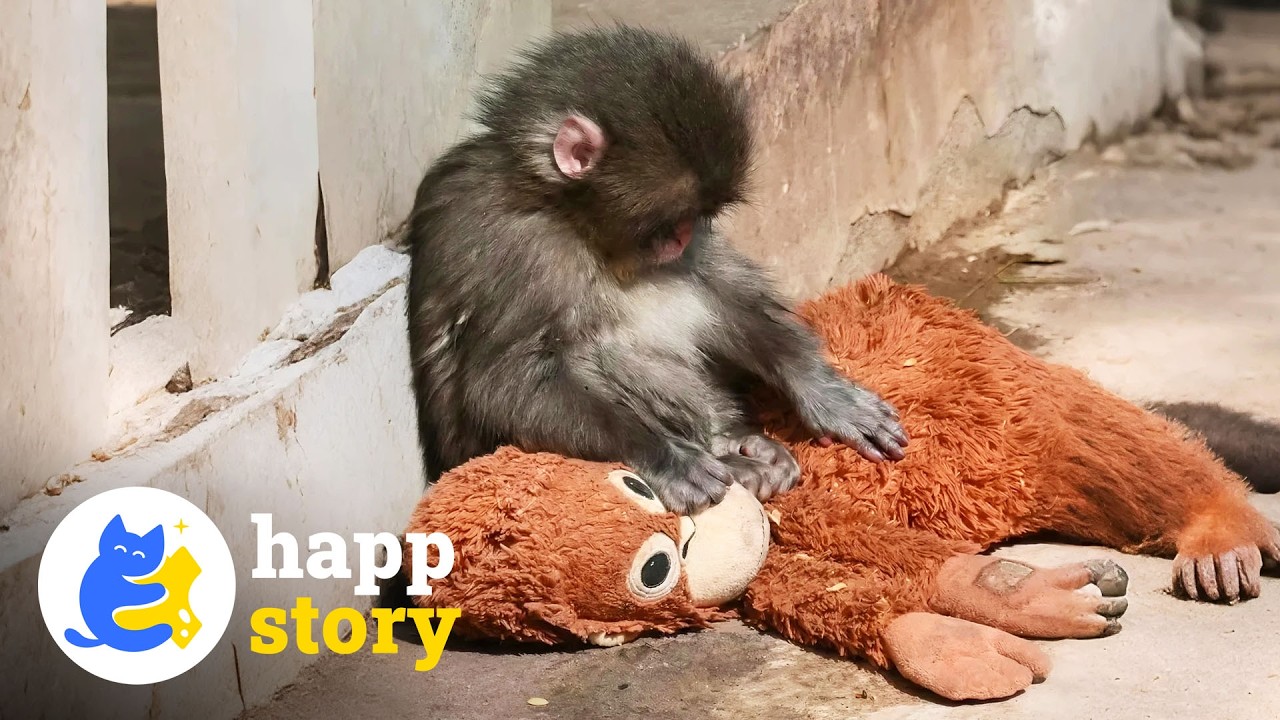 Обезьянка Панч находит семью и оставляет свою плюшевую игрушку | HAPP