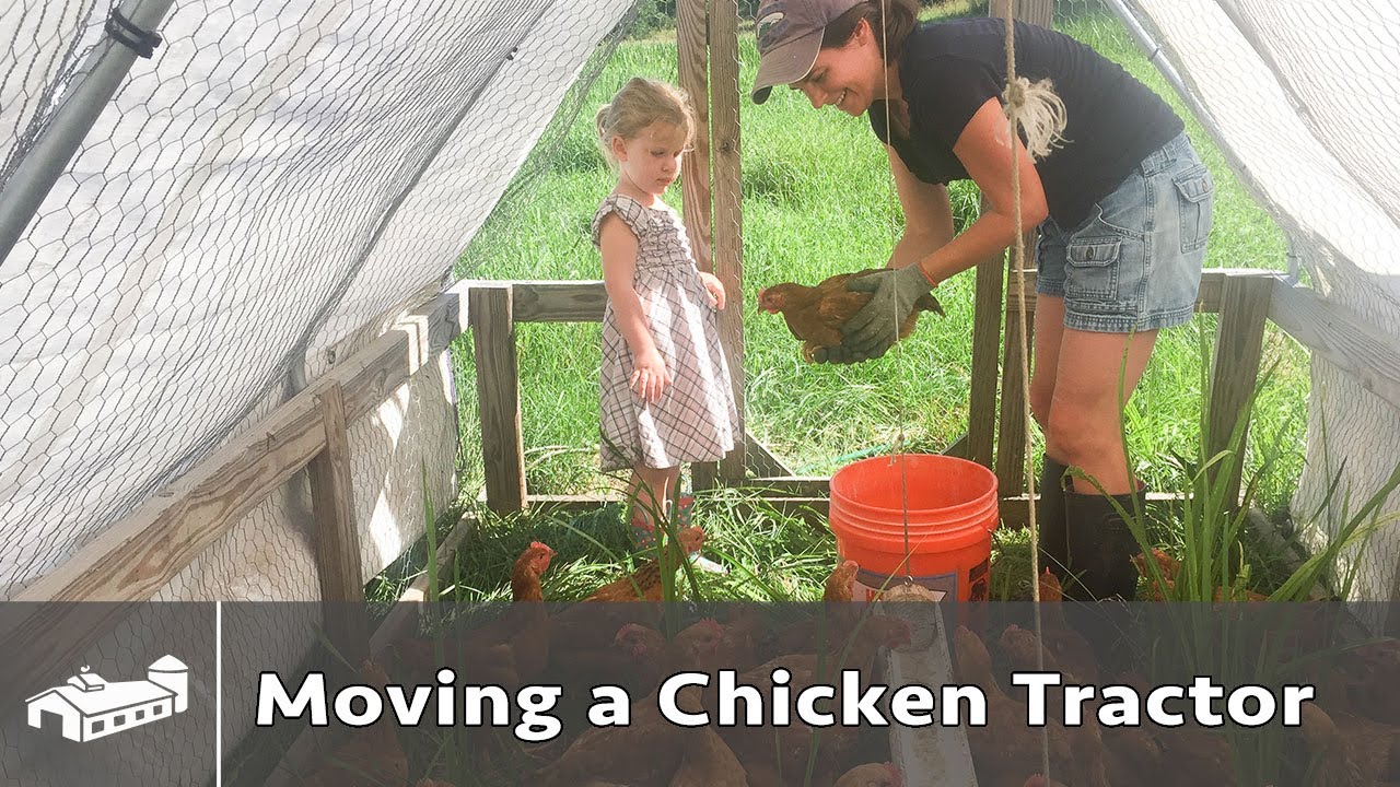 Moving a Chicken Tractor