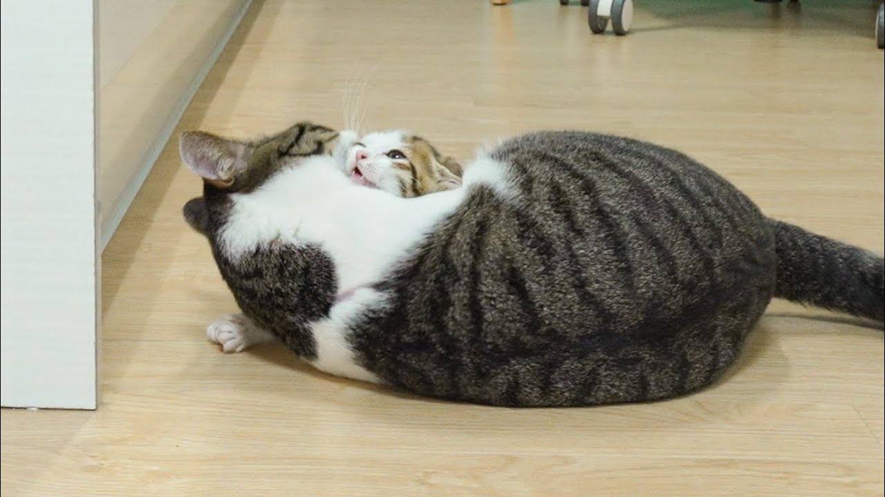 The Big Cat Wants to Hug the Rescued Kitten Sweetly │ Episode.34