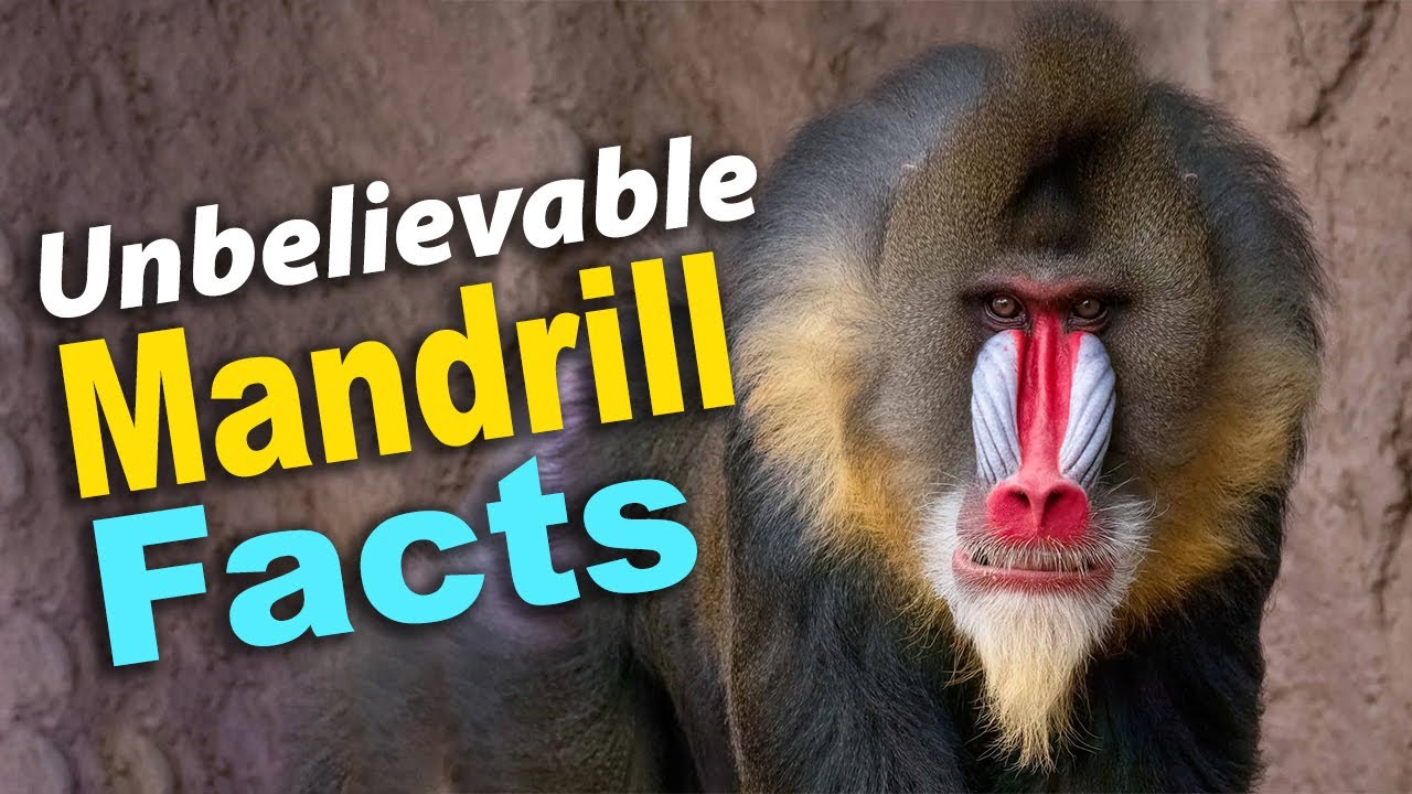 Mandrills: The Most Colorful Primates Revealed | Amazing Facts & Footage