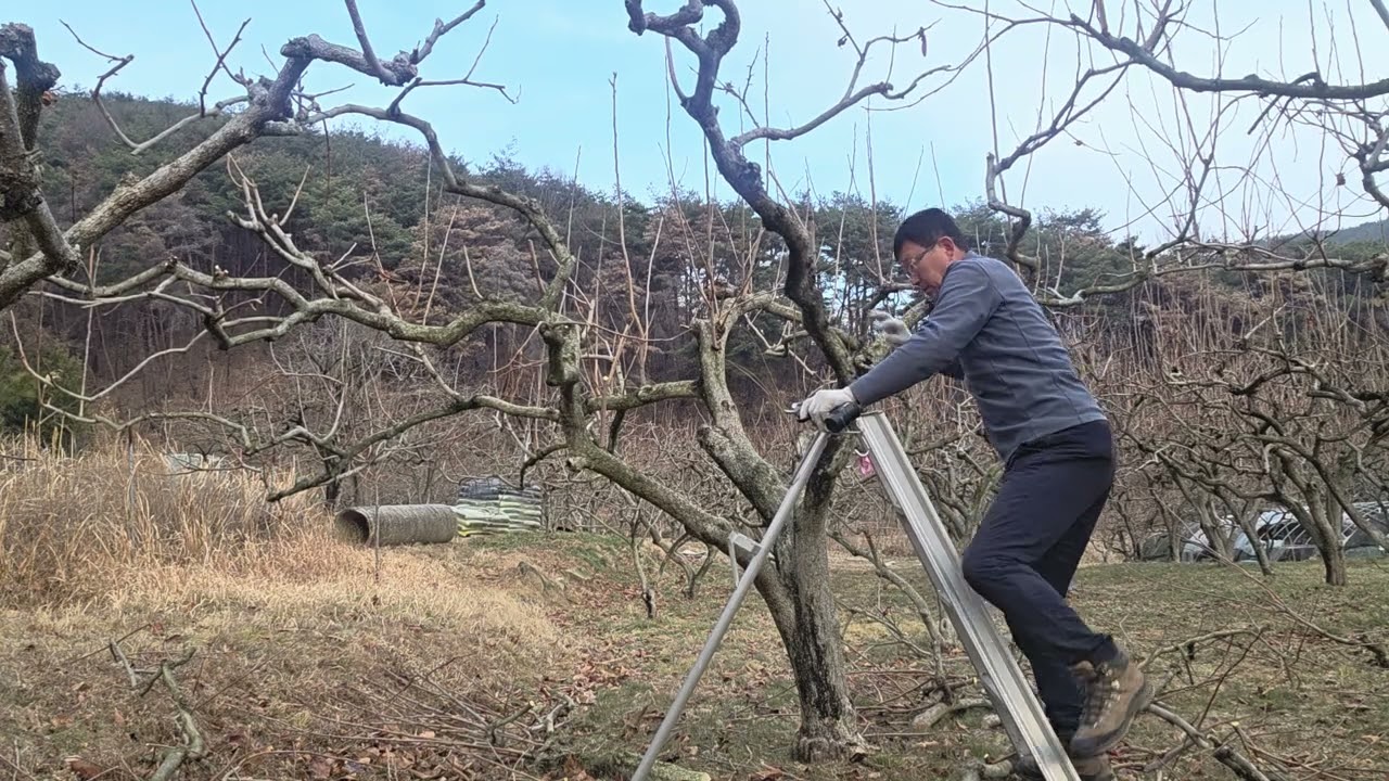 #만평농장 ##가을무 #귀농 #농산물판매 #오일장터 #가지치기 