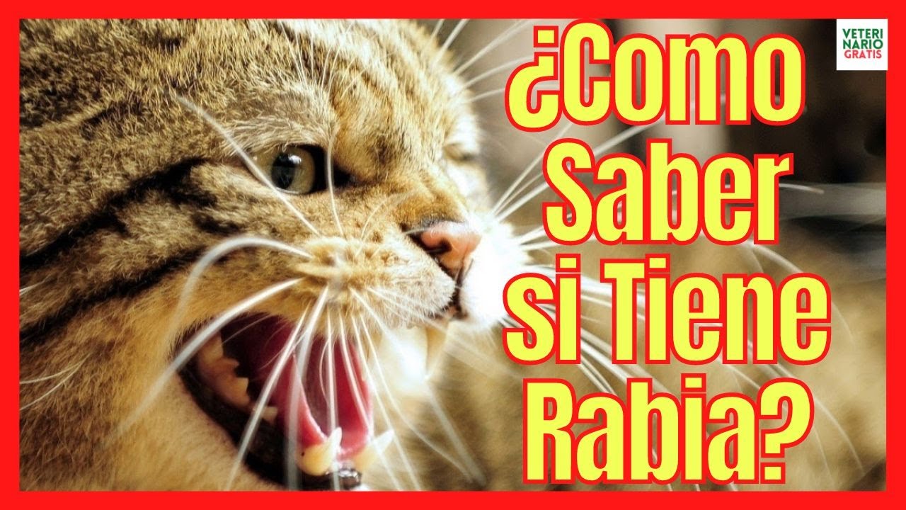 ¿CÓMO SABER SI MI GATO TIENE RABIA? 🆘 SÍNTOMAS DE RABIA EN GATOS