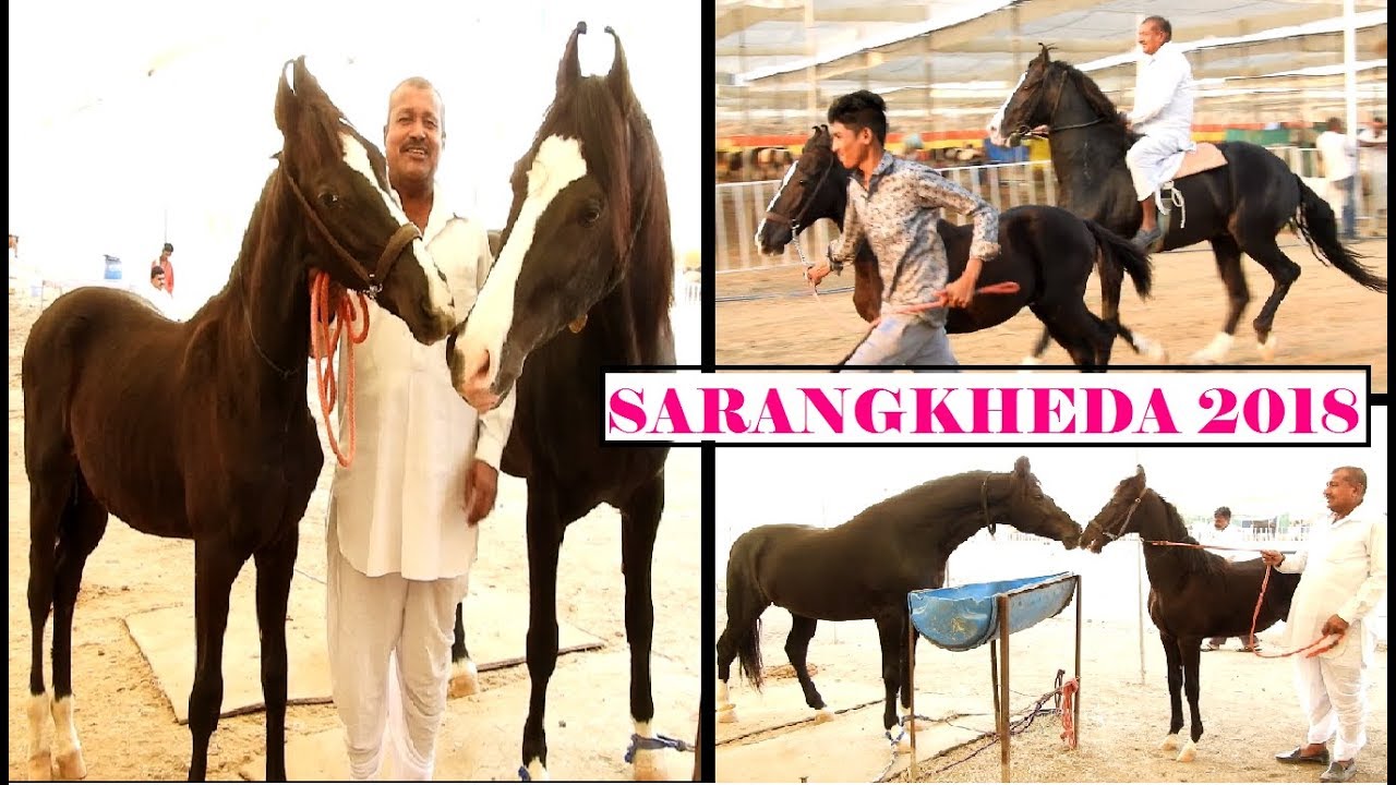 ALISHAN LINE मरवारी स्टैलियन || 3 Times Marwari Show Winner || CHETAK STUD FARM at Sarangkheda 2018