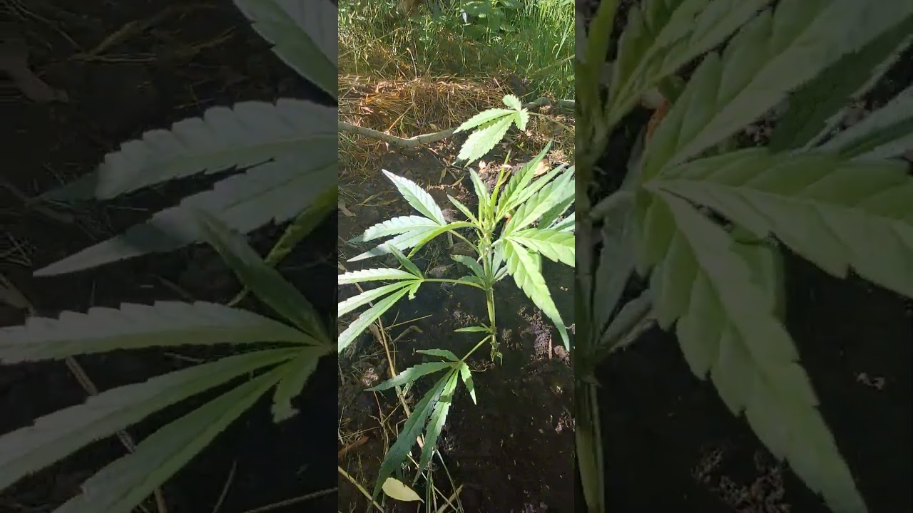 outdoor uk gorilla grow #420 ##ukgrowers