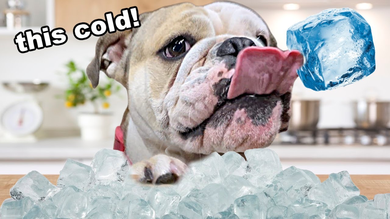 Cute BULLDOG Plays with GIANT ICE CUBE Filled with Dog Toys! LOLA the BULLDOG!