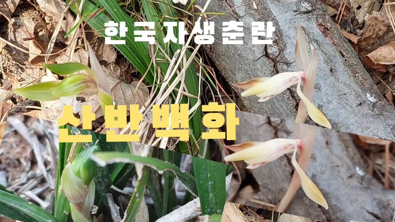 #춘란#산채#산반백화를 만났네요#난초랑