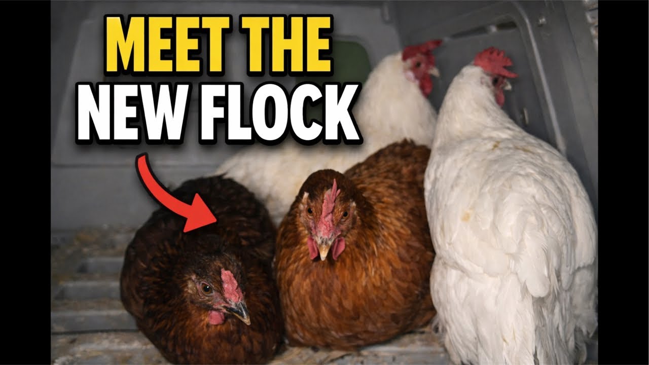 Meet the New Chickens 🐔 | Live Coop Introduction