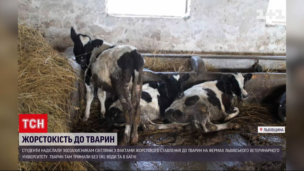 Новости Украины: на фермах Львовского ветеринарного университета жестоко относятся к животным