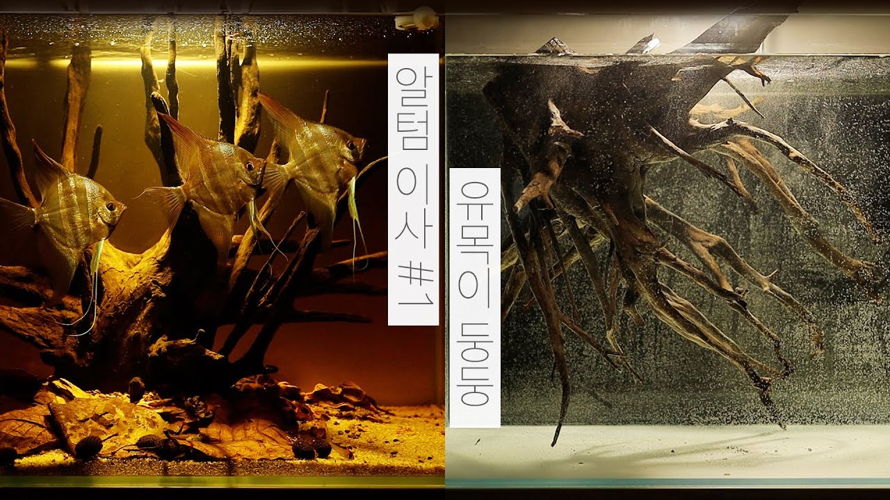 알텀 엔젤 이사 #1 | 비오톱 | 물멍 | Orinoco Altum Angel #1 | Biotope Aquarium | MulMung