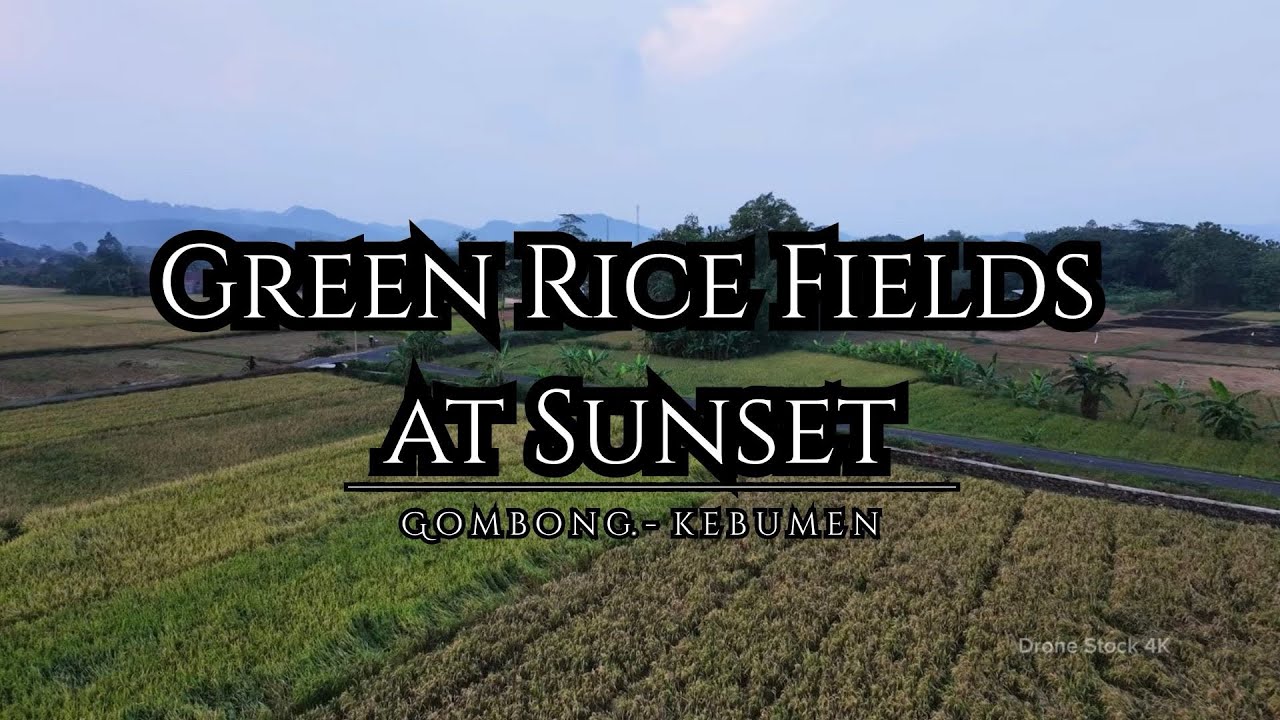 Cinematic Drone Footages of Lush Green Rice Fields at Sunset