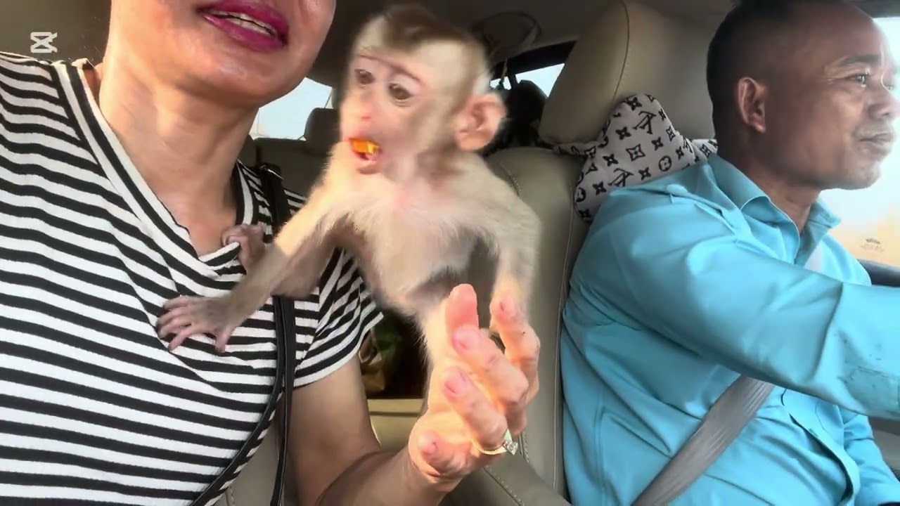 Papa take Mary to Phnom Penh #monkey #animals