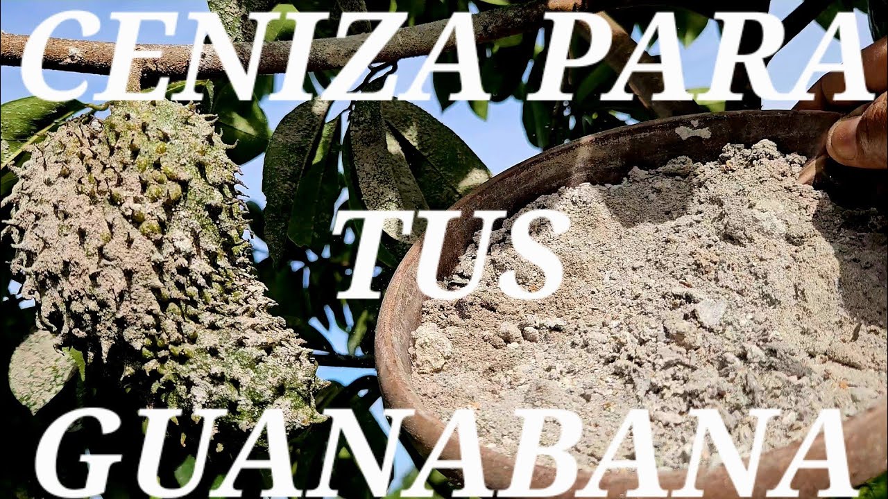 PONLE CENIZA A TUS GUANABANAS Y TE SORPRENDERAS CON LOS RESULTADOS Plantas sin plagas y fruto sano