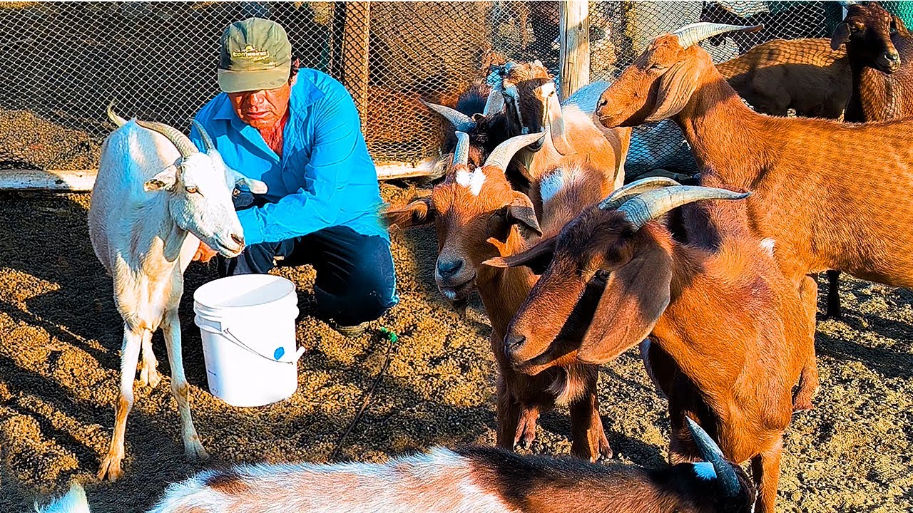 La Ciudad De Los Chivos ITE PERU - Cabras Lecheras