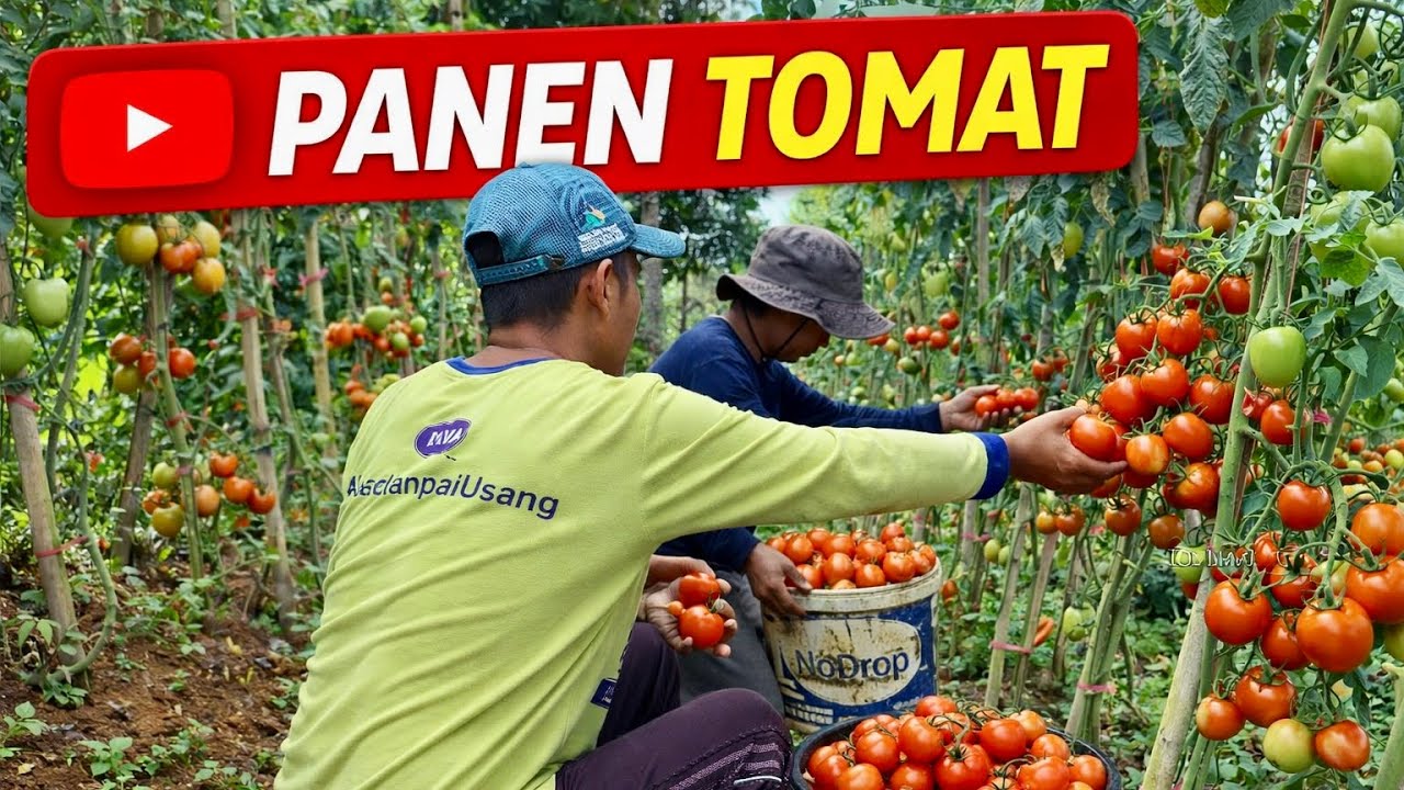 Panen Tomat Merah Segar Langsung dari Kebun