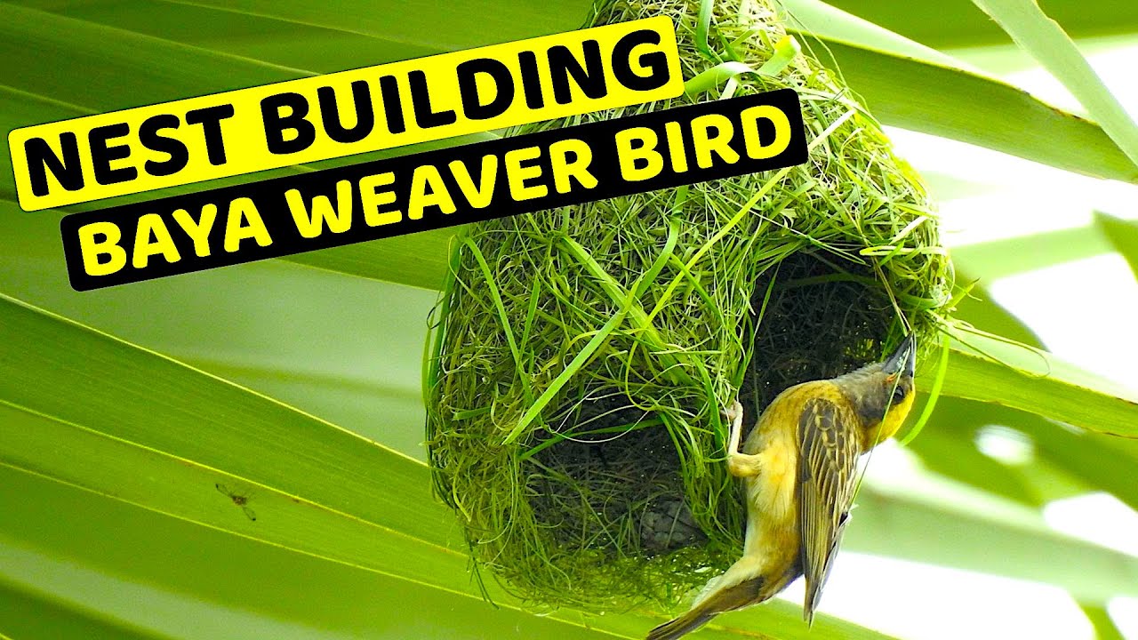 Baya Weaver Bird | Nest Building