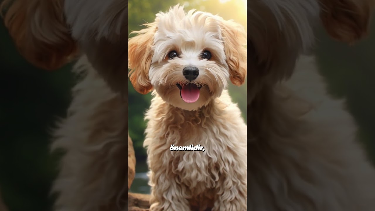 Maltipoo hakkında ansiklopedik bilgi