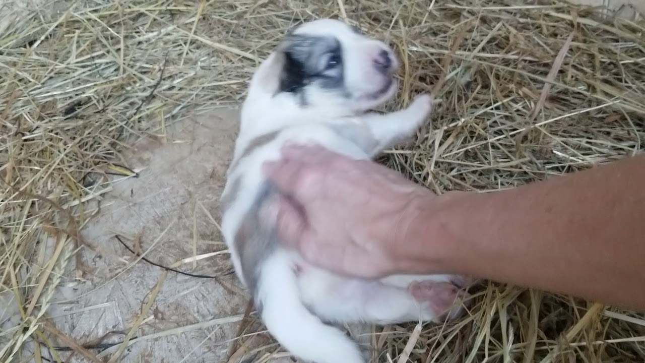 Our lgd, Great Pyrenees, puppies are starting to walk & just opened their eyes