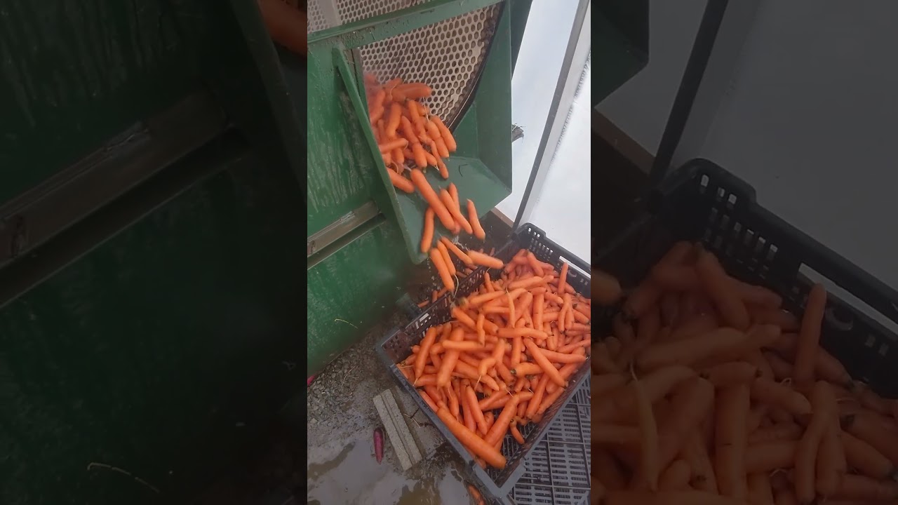 Washing Carrots in a Willsie Drum Washer #farming