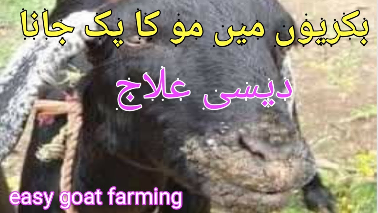 bakri ke muh me chale ka ilaj | Goat mouth disease treatment | Bakri Bemar