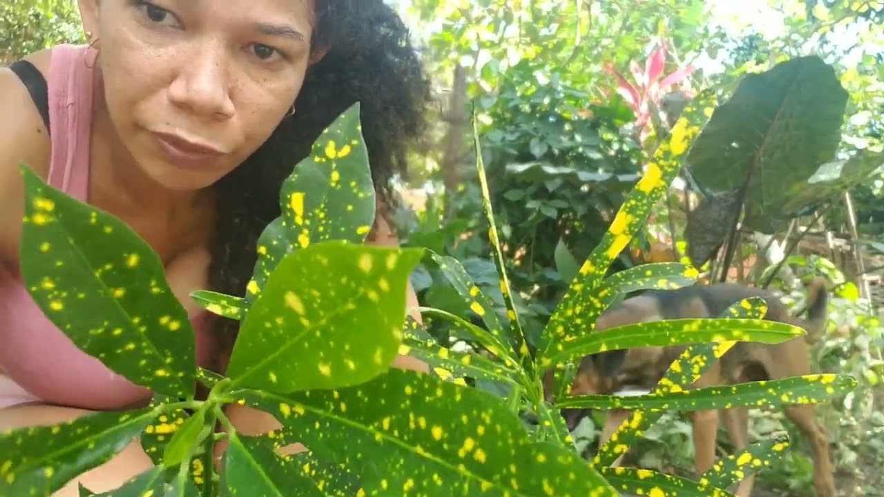 como plantar croton por estaquia