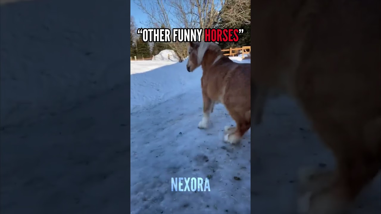 POV: Your horse thinks he’s a bird now 💀( Funny Horse )