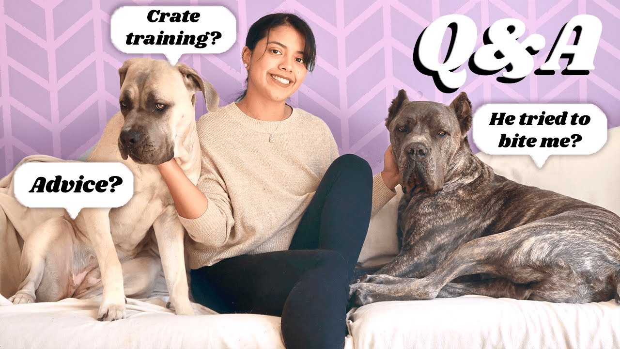 Cane Corso Owner Answers Your Questions