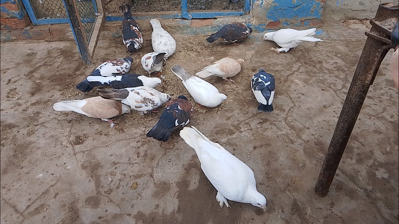 “Hungry Pigeon Enjoying Dana 😍 | Relaxing Nature Video”