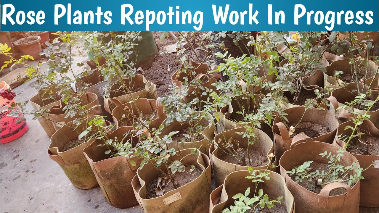 पुराने गुलाब के पौधों को निकल के दोबारा से लगाया🌹How To Repot Rose Plants👏🏻