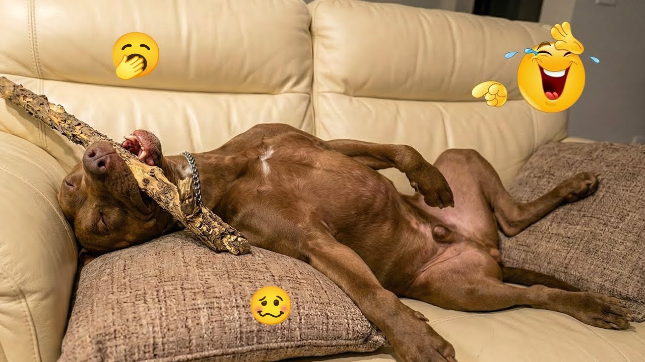 You’ll Laugh Every Second Watching These Dogs 🤣 FUNNIEST DOGS Video 2026 #25