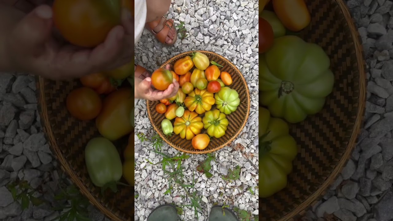 #ihavethisthingwithplants #gardening #growyourownfood #zone7b #tomato