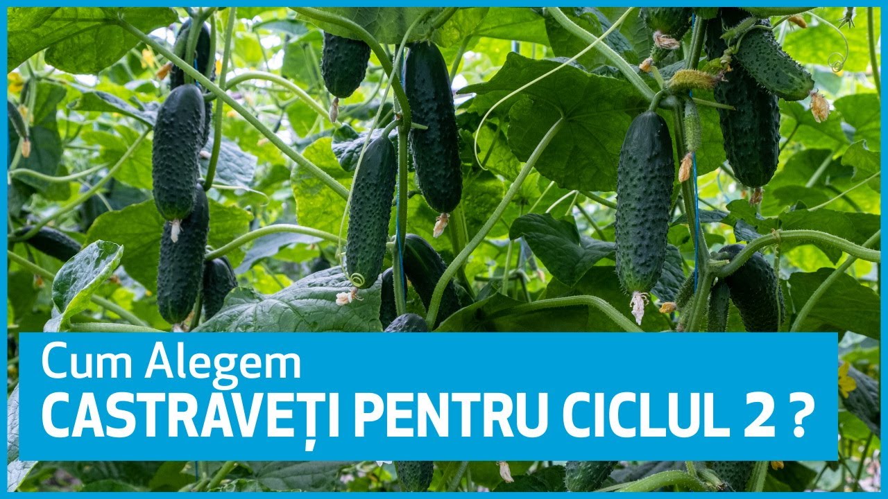 🥒 Cum alegi un hibrid de castraveți pentru ciclul 2 de cultura - Marcoser