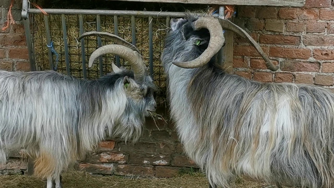 The Old Irish Goat Conservation