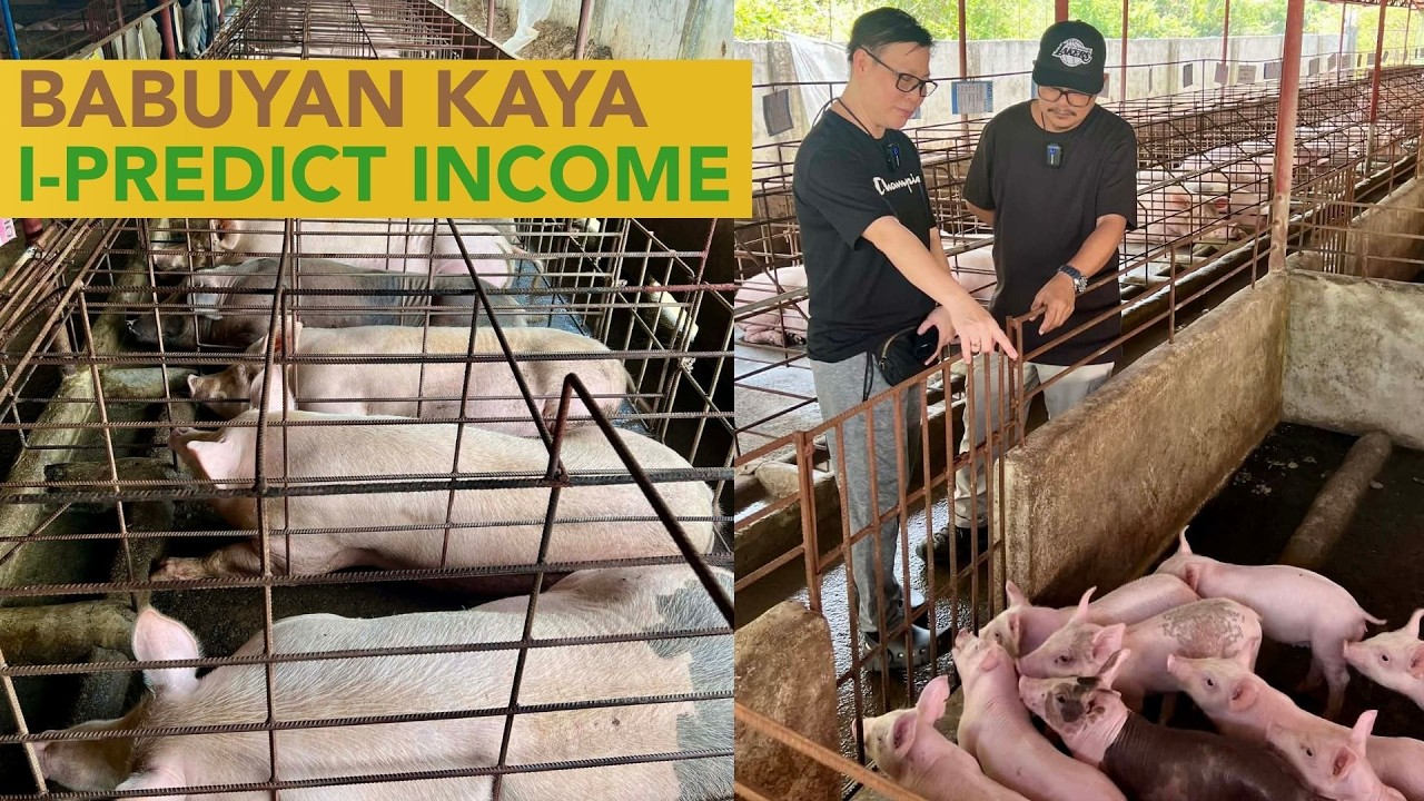 Parang ang Sarap mag Baboy: May Opportunity paba sa mga Gustong mag Hog Farming?