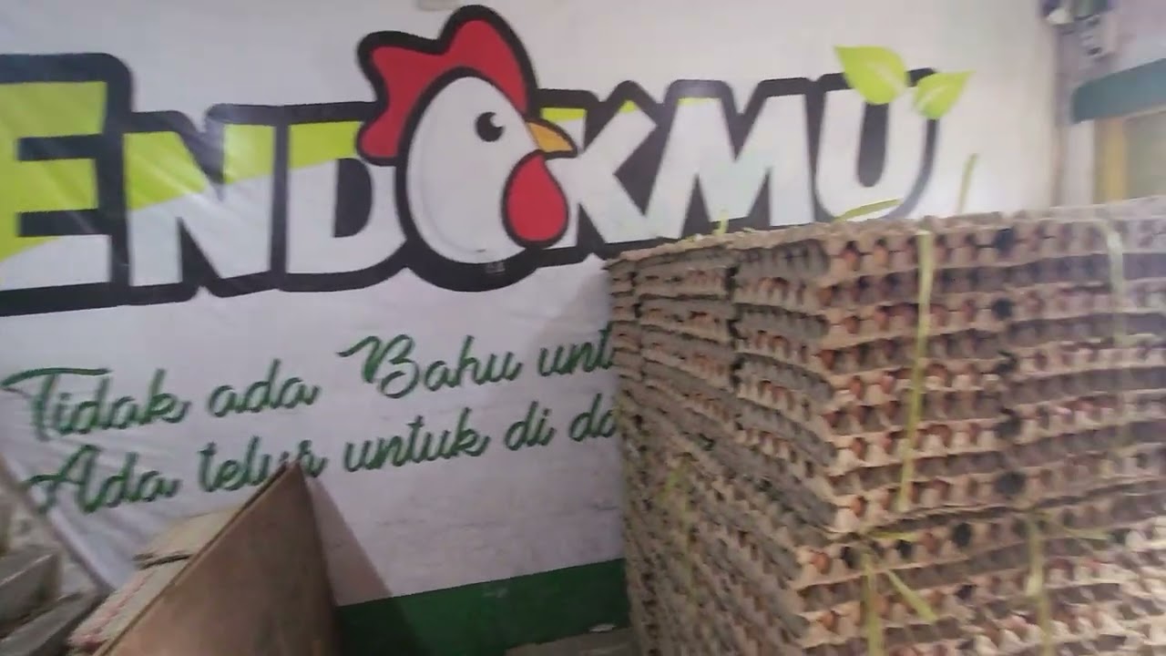 Contoh usaha telur ayam