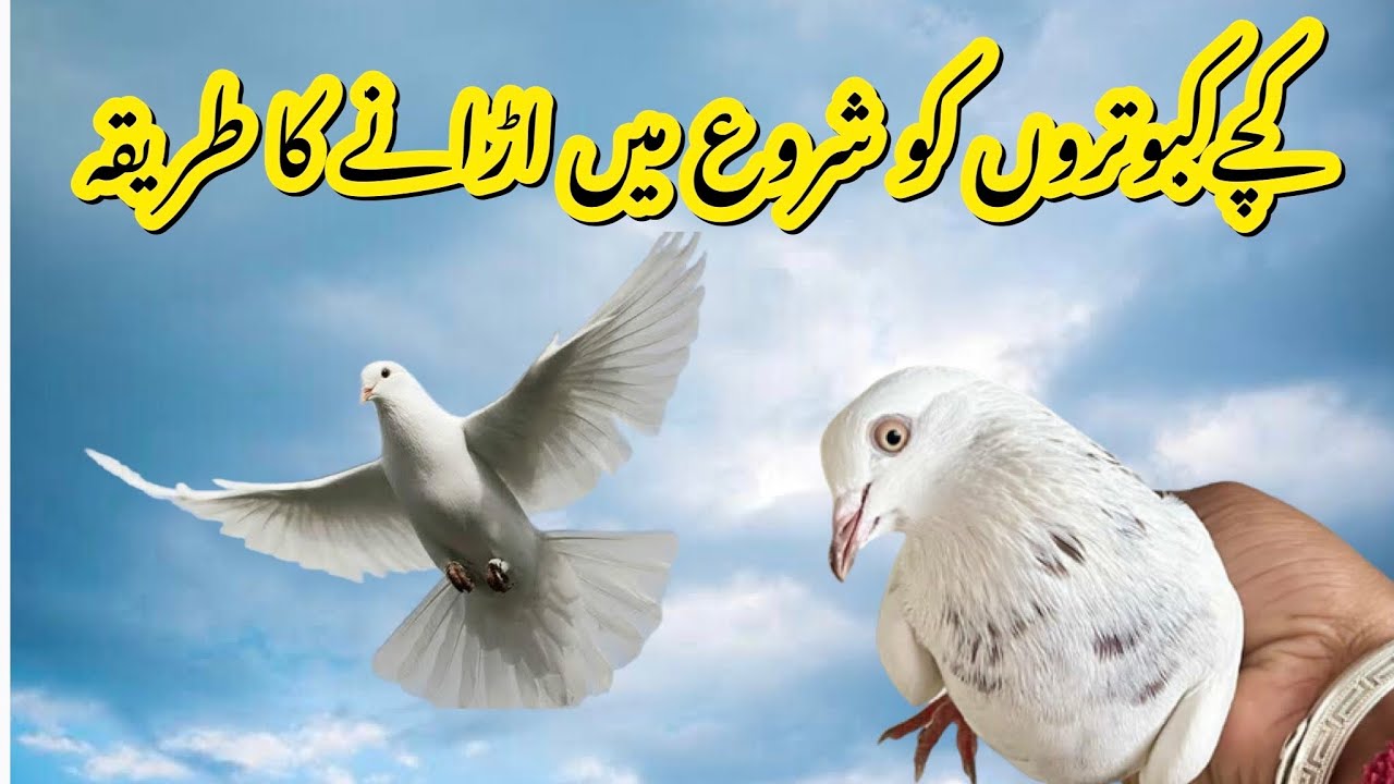 Kabootar ko udane ka tarika || Afzaal Pigeons