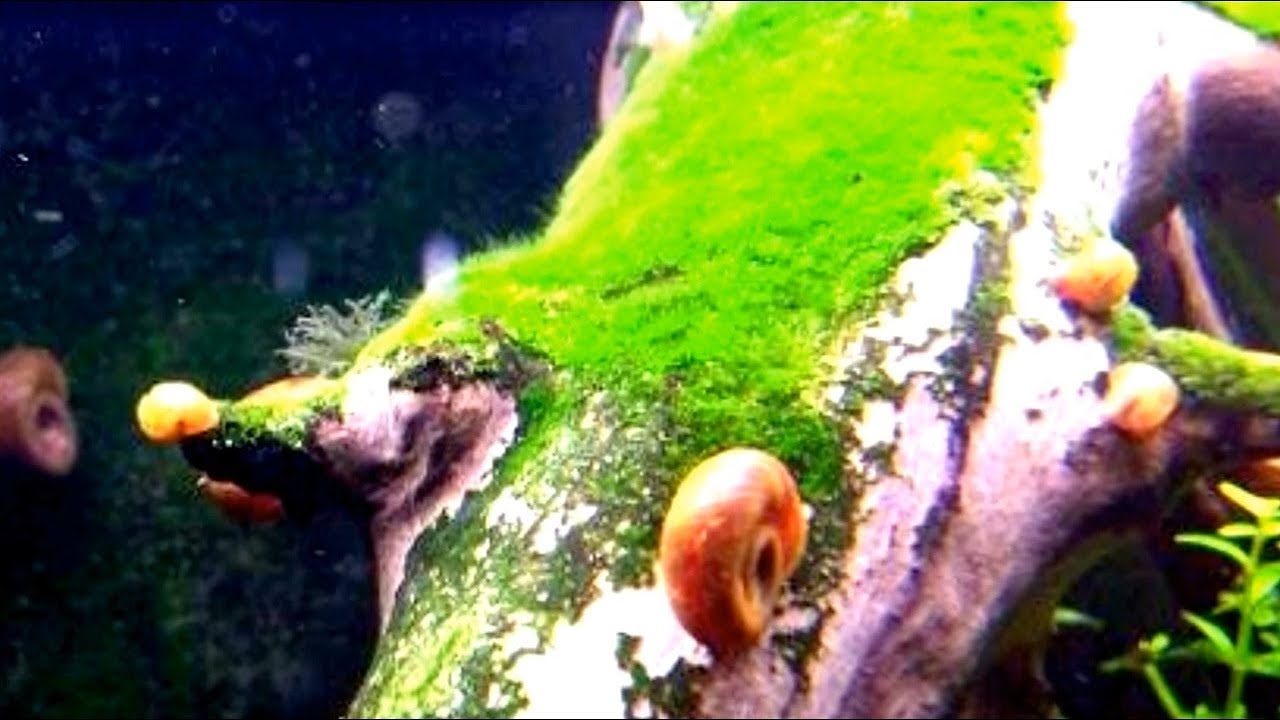 LUMACHE SPONTANEE in ACQUARIO: Physa, Melanoides, Planorbis