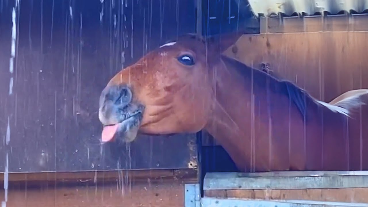 I wasn&rsquo;t ready for how funny these horses are! - Funniest ANIMAL Videos 2025