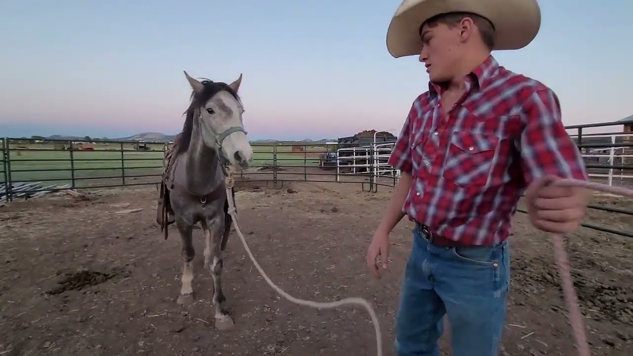 🐴Mastering Round Pen Work: Unleash Your Horse's Potential! | Project Horse 2 YO Gelding 🏇