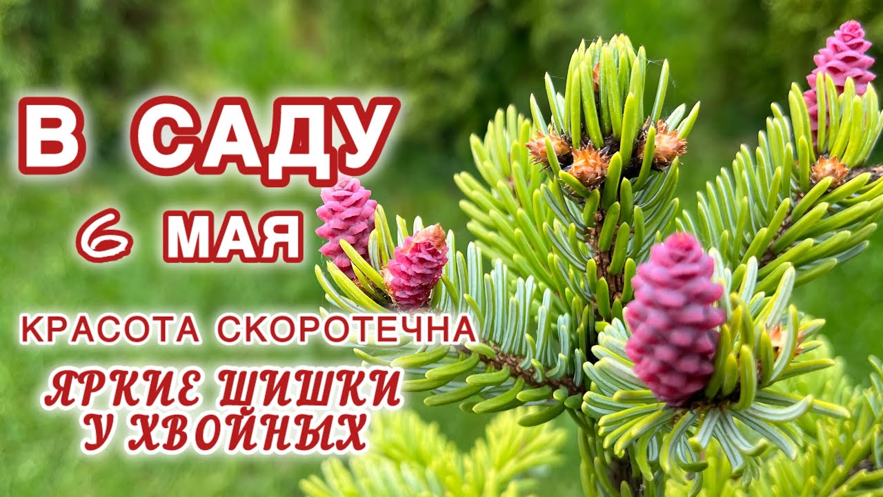 ХВОЙНЫЕ В САДУ. ПИХТА БЛЮ ЭМПЕРОР, АКРОКОНА, РОЗЕОСПИКАТА, ПИХТА КОРЕЙСКАЯ, ЕЛЬ СЕРБСКАЯ ПЕНДУЛА