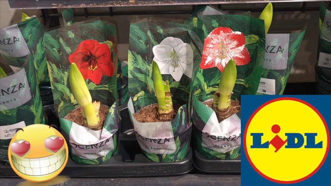 ARRIVAGE LIDL 23 JANVIER 2026