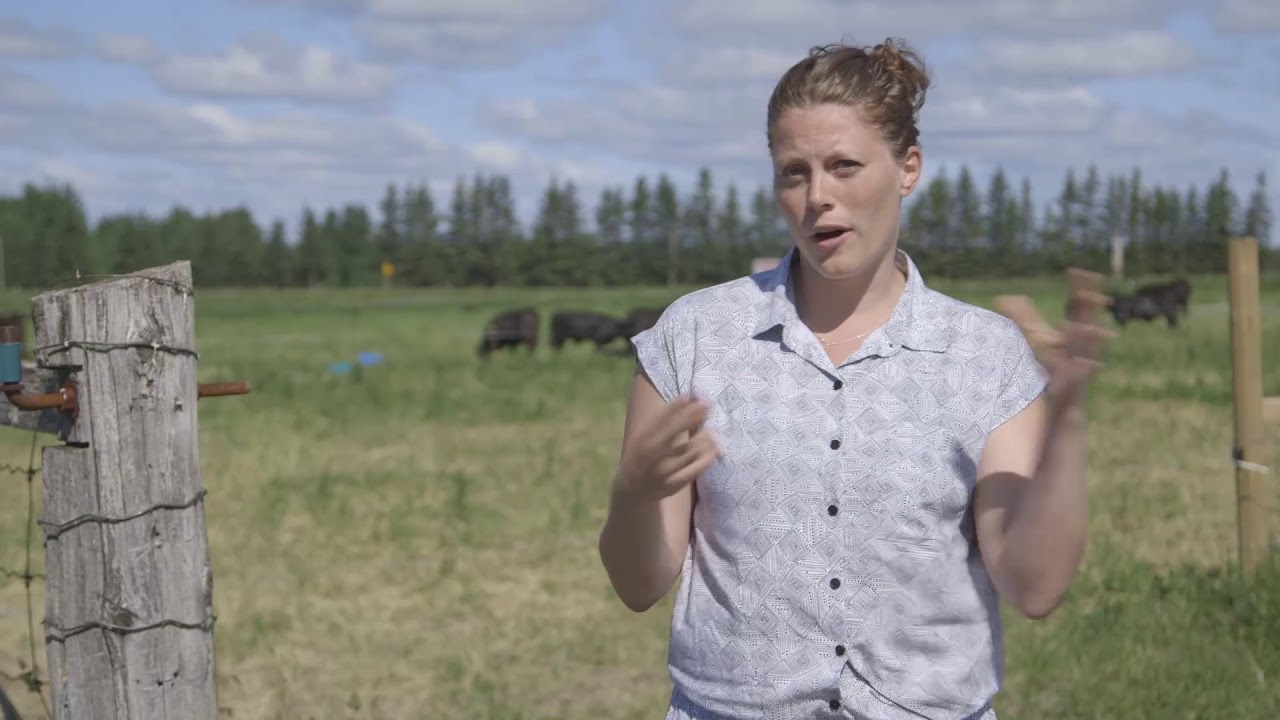 Beef North - Land Clearing in Northern Ontario
