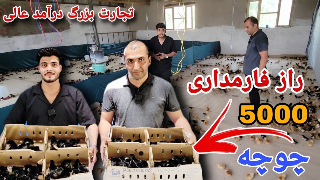 راز فامداری: گذارش ویژه از سالون چوچه های یک روزه و درآمد فارمداری || شرکت مرغداری فقیری