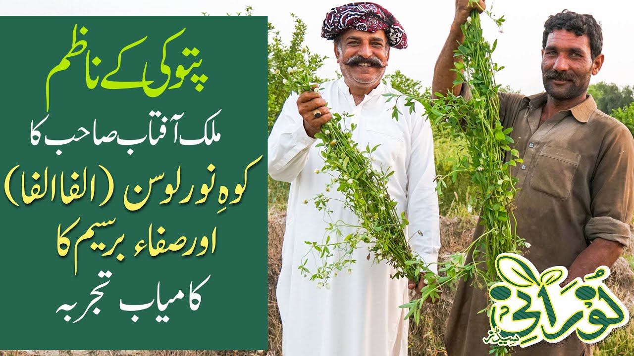 سٹی ناظم پتوکی ملک آفتاب صاحب کا لوسن کا تجربہ | Kohenoor Alfalfa Pattoki City Nazim Malik Aftab