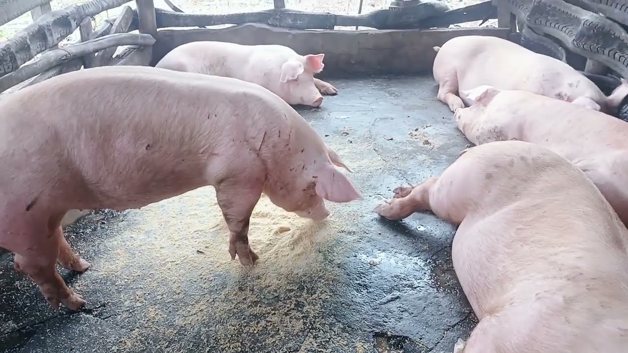 Porcos com mais de100 kg, veja como Eles estão 