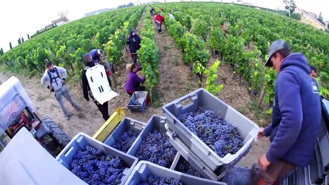 Ch&acirc;teau Le Gay   Pomerol   2019 Vintage