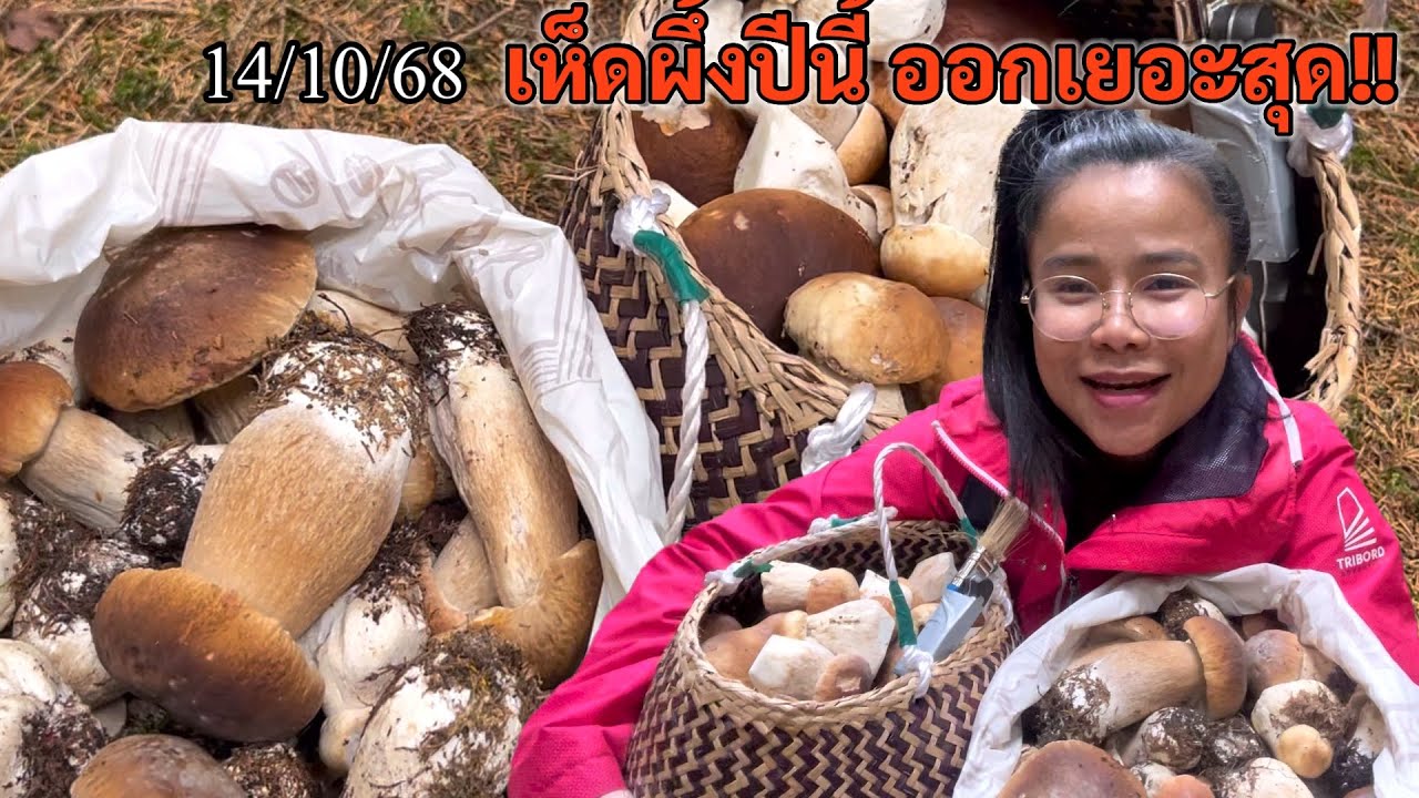 Ep45เคล็ดไม่ลับ‼️วิธีดูป่าที่เห็ดผึ้งเยอะจะมีลักษณะต้นสนไม่ใหญ่มากผสมต้นเบริ์ช มอสไม่เยอะป่าแบบนี้!