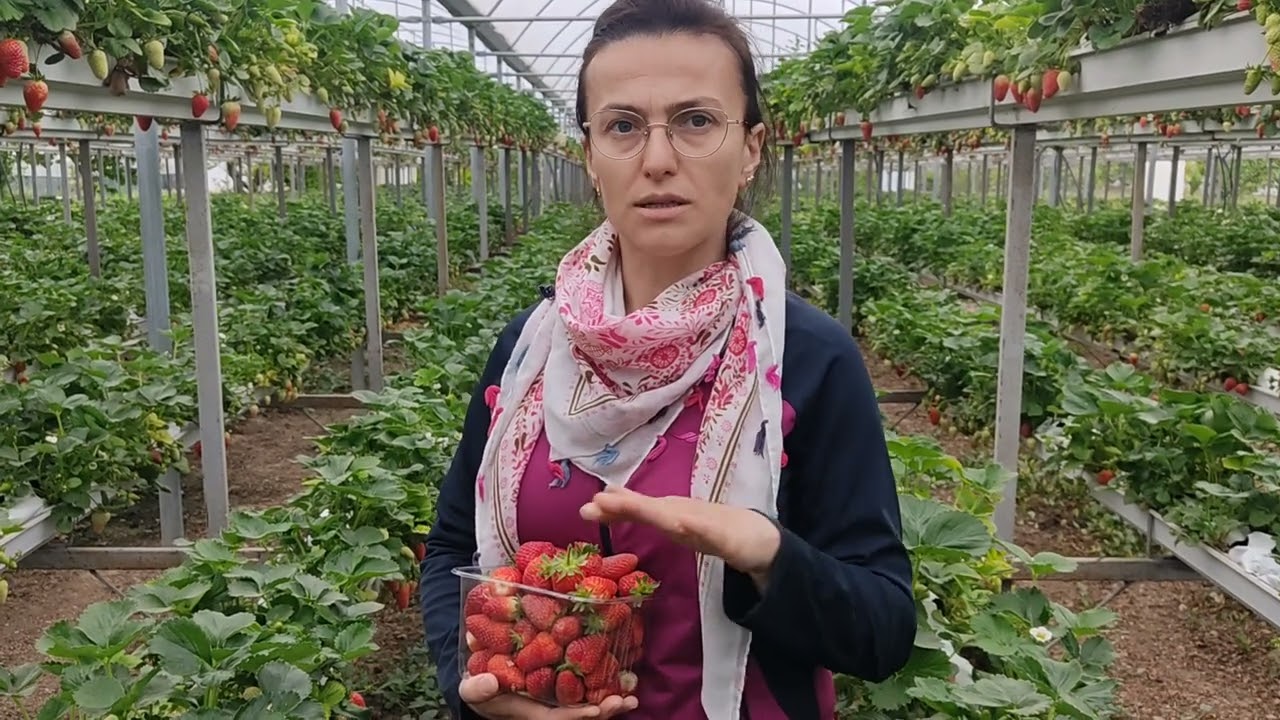 Topraksız Tarım Çilek 🍓 Yetiştiriciliği
