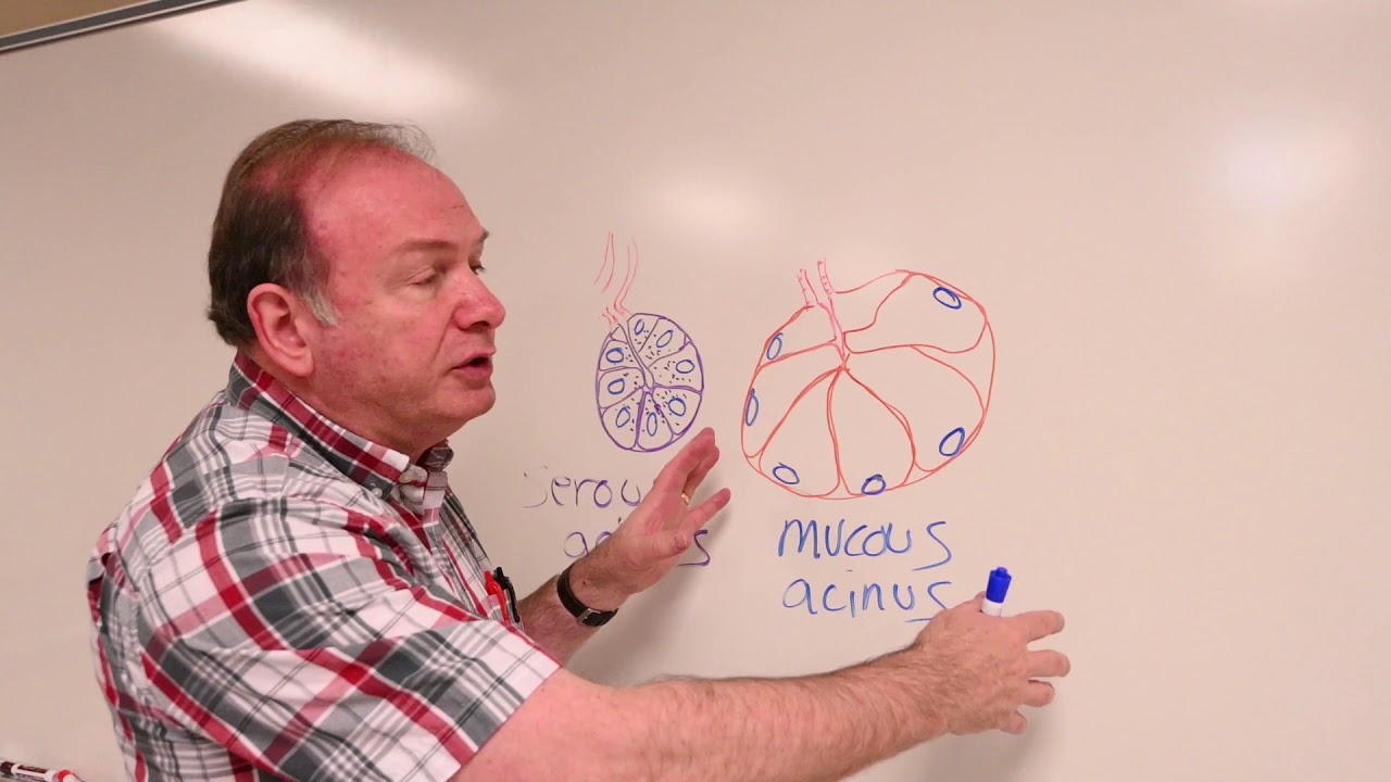Histology serous and mucous glands